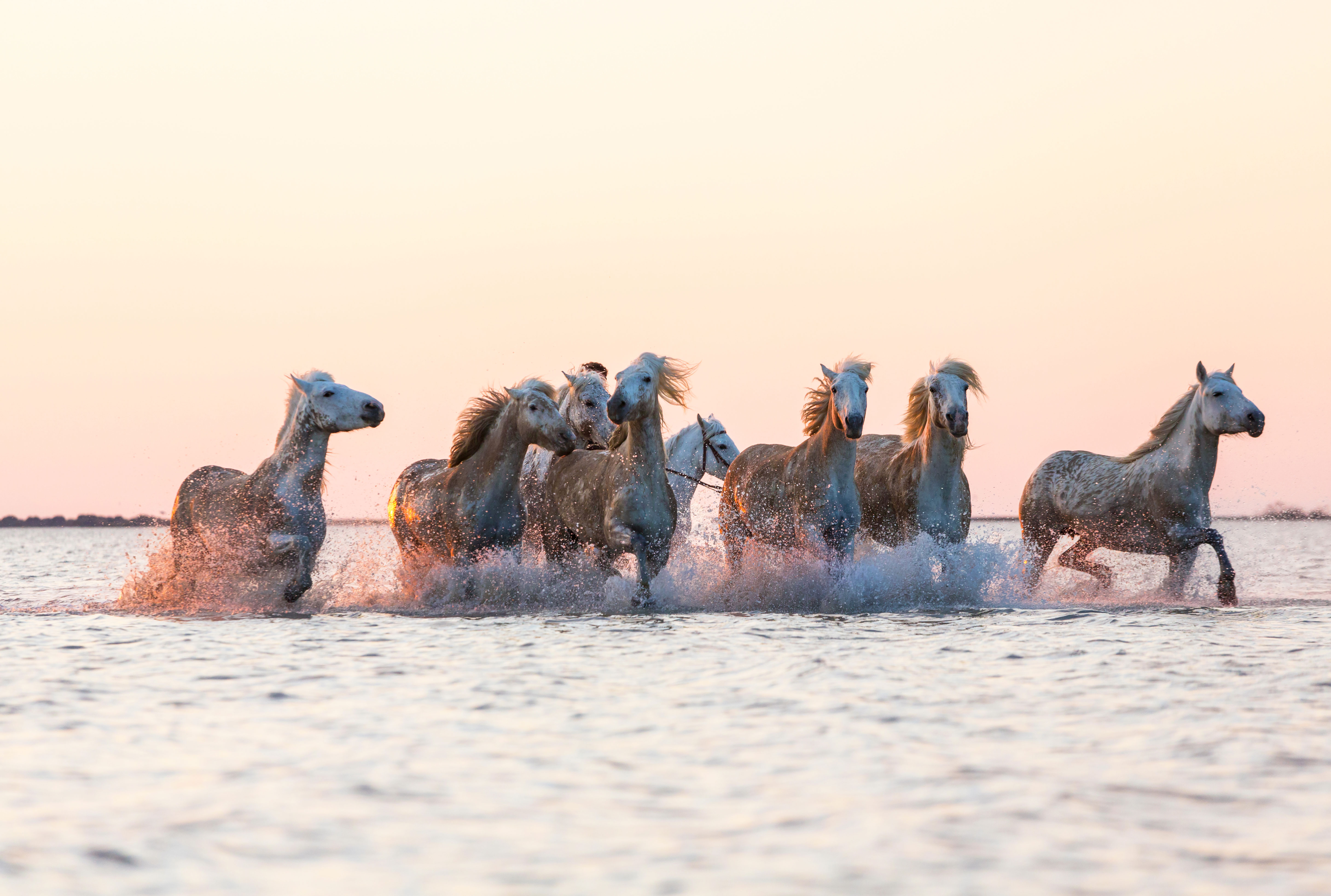 chevaux camargue france