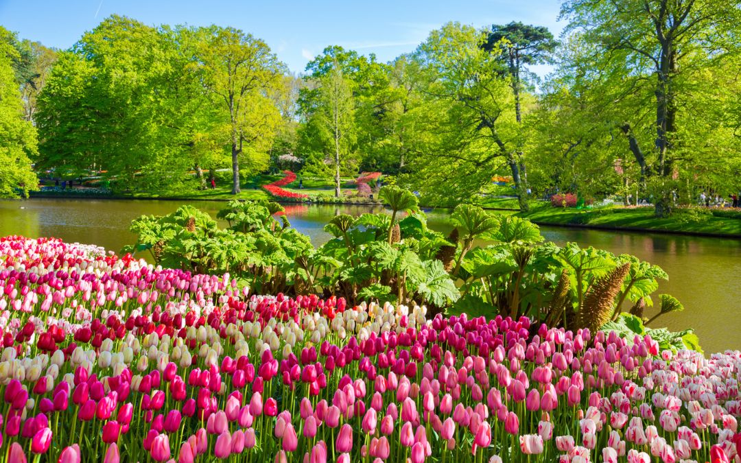 Jardin de Keukenhof Amsterdam