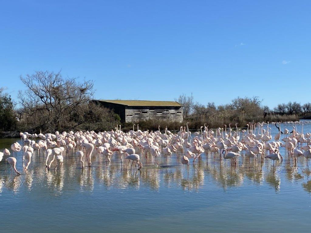 flamants roses dans un étang