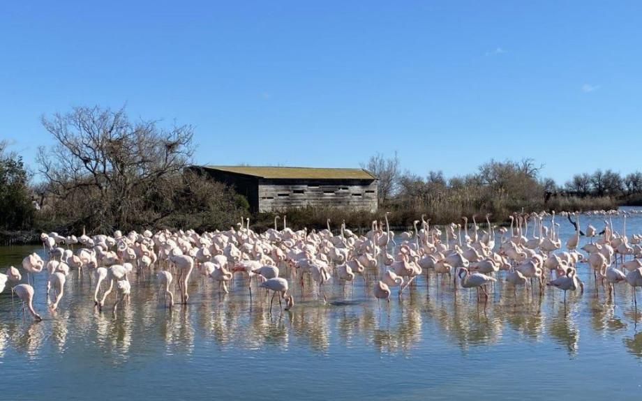 Vue sur des oiseaux sur le territoire de Montpellier