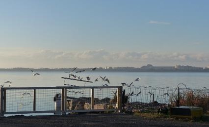 mouettes rieuses sur l'étang de la plateforme aeroportuaire