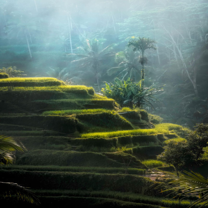 Decouvrir les rizieres à Bali